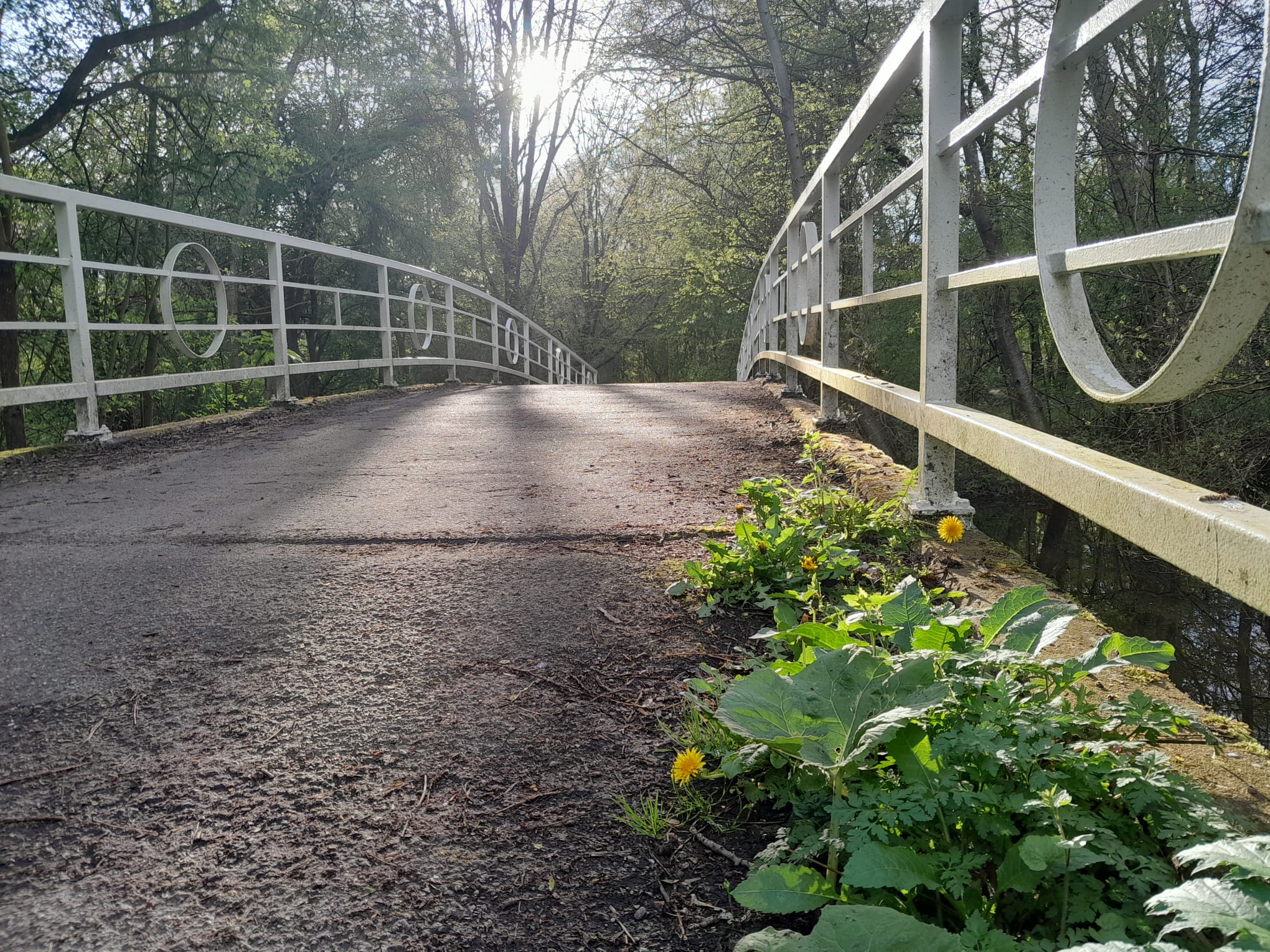 Photo of dandelions at the right corner on a bridge